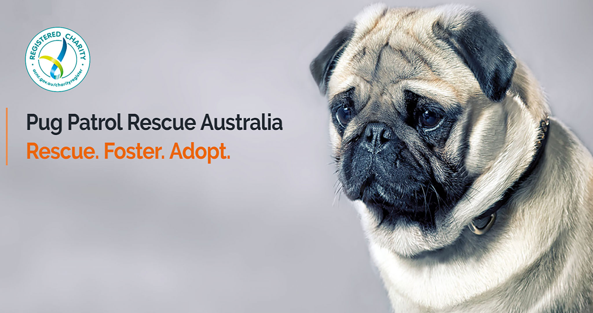 Pug Patrol Rescue Australia | www.pugpatrolrescueaustralia.com.au